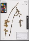 Foto von Salix cinerea L.